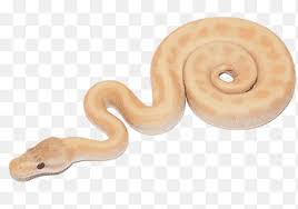Reptile Ball Python Snakes Bubble Gum King Cobra Snake Bubble Gum Albinisme Png Pngegg Albino super mojave banana lemon blast caramel pied desert pin enchi calico ghost clown hypo lemon blast hypo super cinammon killerbee banana lesser. reptile ball python snakes bubble gum