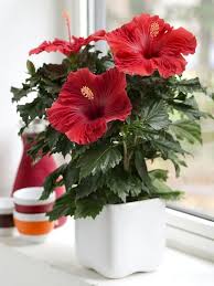 Flowers bloom from mid to late summer until the first frost. Growing Hibiscus Indoors Hibiscus Care Indoors Balcony Garden Web