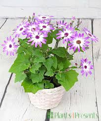 Plant Senetti Pericallis For Cool-Weather Blooms | Mississippi State  University Extension Service