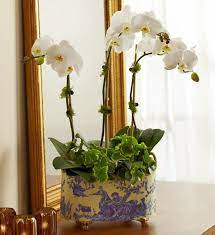 35 Splurge Worthy Mother S Day Gifts That Ll Have Her Crying Tears Of Joy Beautiful Orchids 1800flowers 800 Flowers