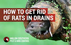 When the rats does that to my bait i. How To Get Rid Of Rats In Your Drains Drainage Pest Control Tips