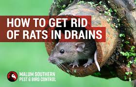 We are a directory of us based commercial and residential companies and consultants offering pest conrol and extermination of termites, ants, white ants, spiders, cockroaches, silverfish, bees, wasps, mice, rats, fleas and bedbugs. How To Get Rid Of Rats In Your Drains Drainage Pest Control Tips