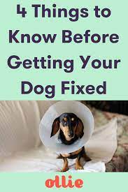 4 Things I Wish I Knew Before Getting My Dog Fixed Dogs Dog Spay Dog Spay Recovery