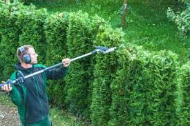 Hecke Zulassige Hohe Und Abstand Zum Grundstuck Des Nachbarn