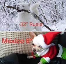 Pin En Animales
