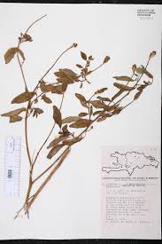 Image result for Sphenoclea zeylanica