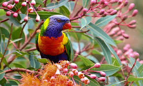 Rl 31 Rainbow Lorikeets Rainbow Lorikeet 1 1 Rainbow Lorikeet Colorful Bird On Branch Photo Birds Wallpaper Hd Bird Wallpaper Colorful Parrots