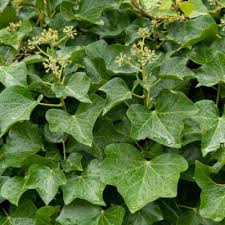 Image result for Astropanax polysciadius