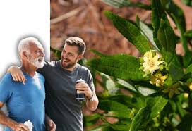 Image result for Fadogia tomentosa