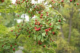We have all the fruit tree varieties available; Michigan Nut Growers The Fruit Nut