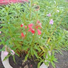 Dracula Simia, Monkey Orchid - uploaded ...