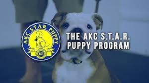 Puppy classes, such as akc s.t.a.r. Akc S T A R Puppy Program Youtube