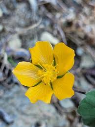 Image result for Abutilon sonneratianum