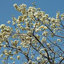 Image result for Dombeya