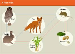 Animal Pictures For Food Web Animal Food Chain Examples Desert Animal Food Web Food Animals Web Animal Desert Animals