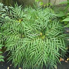 'soft caress' mahonia has such soft, leathery leaves is rare! Mahonia Eurybracteata Soft Caress C4l 30 40 Tous Les Arbustes Pepinieres Cote Sud Des Landes