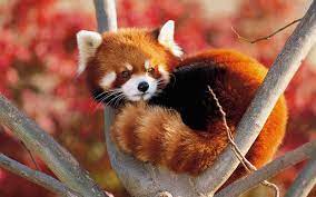 The Adorable Red Panda Natureisfuckinglit Weird Animals Cute Animals Red Panda