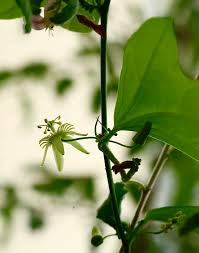 Image result for Passiflora suberosa
