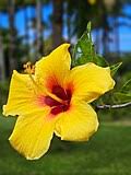 Image result for Hibiscus reekmansii