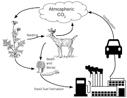 Analyzing Graphics The Carbon Cycle Carbon Cycle Science Infographics Carbon
