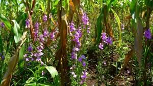 Image result for Striga hermonthica