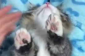 Kedi Taragi Arsivleri Yabgu Nizam Pasha