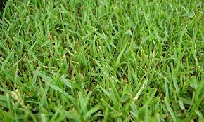 Although most types of zoysia grass are not native to australia, the turf variety is becoming a popular lawn choice among many aussies. What Is Zoysia Grass Guide To Growing Zoysia Grass Problems