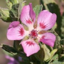 Image result for Cladostemon kirkii