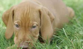 Since testicular cancer is relatively easy to treat when diagnosed early, why would anyone try to live without treatment? Canine Cryptorchidism Retained Testicles In Dogs