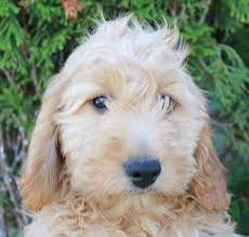 If you're looking for goldendoodle puppies for sale and adoption, we can help you find one near you (chicago, midwest, illinois, wisconsin, michigan & indiana (usa)). Taylor Goldendoodle Puppies For Sale Near Grabill Indiana Goldendoodle Goldendoodlepuppies Puppies Rottweiler Puppies Goldendoodle