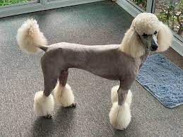 They weigh up to 15 pounds and reach up to 15. I Decided To Shave Evie Down Now I Have A Pony Poodles