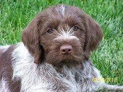 Wirehaired pointing griffon puppies / pups for sale at grandview griffons, fort lupton, colorado. Wirehaired Pointing Griffon Puppies For Sale Petfinder