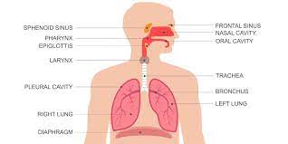 Organ Pernapasan Manusia Ini Jenis Dan Sistem Kerjanya