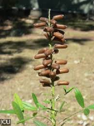 Image result for Crotalaria goreensis