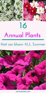 We did not find results for: 16 Annuals That Bloom All Summer Long Flower Landscape Flower Garden Design Plants