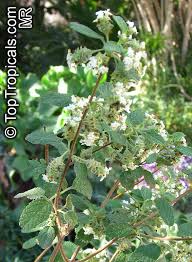 Image result for Lippia plicata