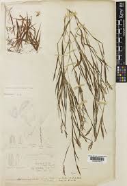 Image result for Euclasta