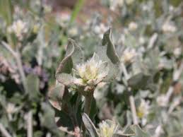 Image result for Leucosphaera bainesii