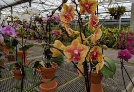 3 gallon bauhinia x 'hong kong' orchid tree sterile from cuttings $20.00. Sundance Orchids Fort Myers Florida Weekly