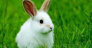 We did not find results for: Memahami Perilaku Dan Sifat Ternak Kelinci Elinotes Review