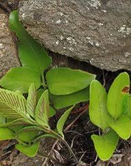 Image result for Vittaria reekmansii