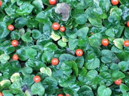 Image result for Geophila repens