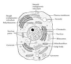 Check spelling or type a new query. Diagram Human Cell Diagram Labeled Body Parts Full Version Hd Quality Body Parts Diagrammycase Varazzeoutdoor It