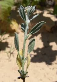 Image result for Euploca ovalifolia
