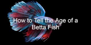 How To Tell The Age Of A Betta Fish Bettafishaquarium Com In 2020 Betta Betta Fish Fish