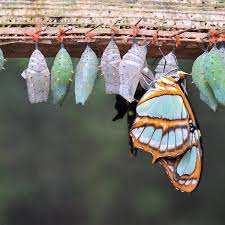 Curious Kids Do Butterflies Remember Being Caterpillars