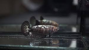 Последние твиты от betta samurai (@bettasamurai). Betta Fish Black Samurai Halfmoon Plakat Hmpk Female 210 Youtube