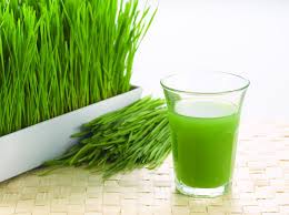 Image result for WHEAT GRASS