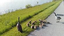 ** item pictured is the exact item you will receive if you are the winning bidder! Canada Goose Wikipedia