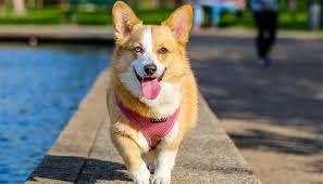 8 Best Dog Foods For Corgis 2019 Treehouse Puppies